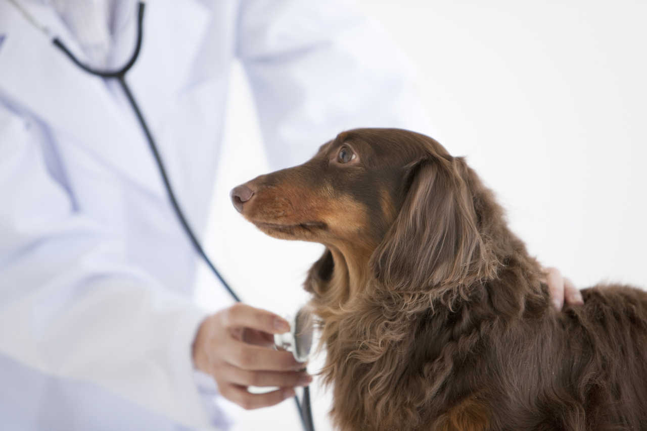 犬　猫の鍼灸治療は、ちゃろ動物病院