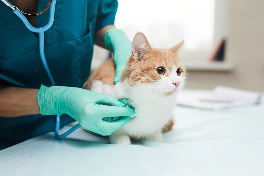 犬　猫の鍼灸治療は、ちゃろ動物病院