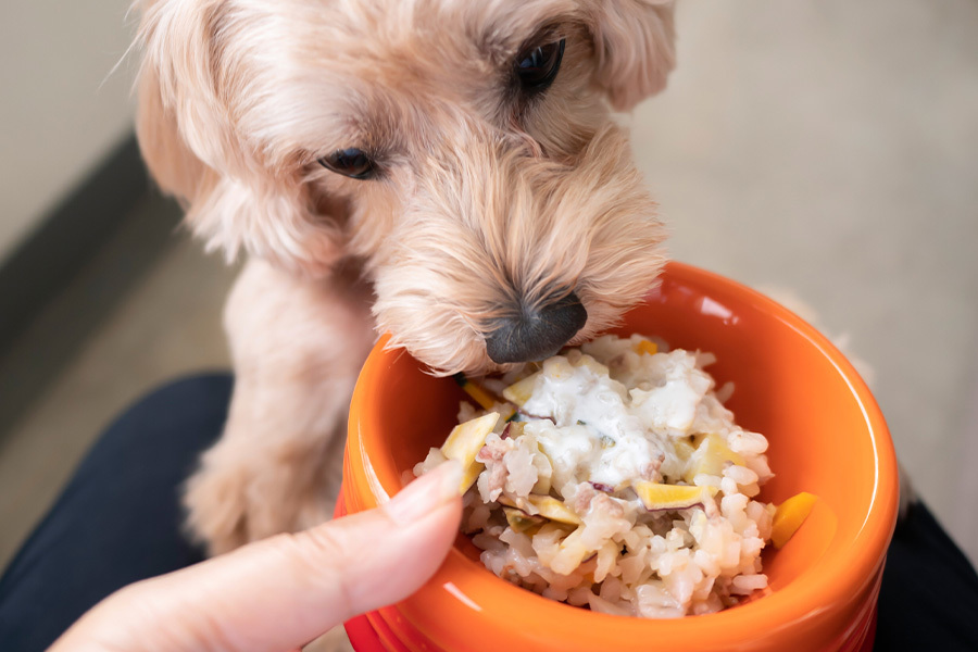 犬の手作りごはん　ちゃろ動物病院